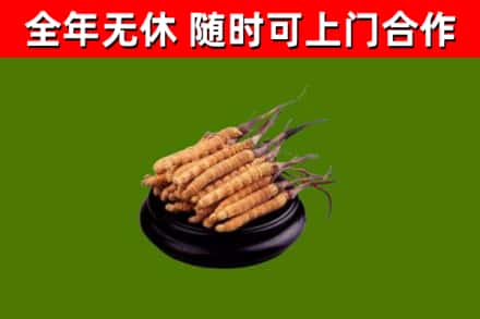双河烟酒回收冬虫夏草.jpg